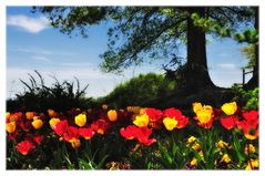 springtime on Lookout Mountain