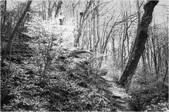 Springtime on Potomac Heritage Trail