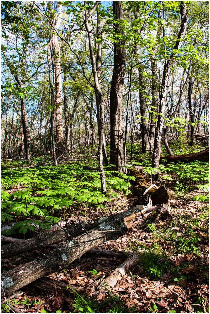 Springtime on Sugarloaf Mountain - No.2 