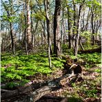 Springtime on Sugarloaf Mountain - No.2 