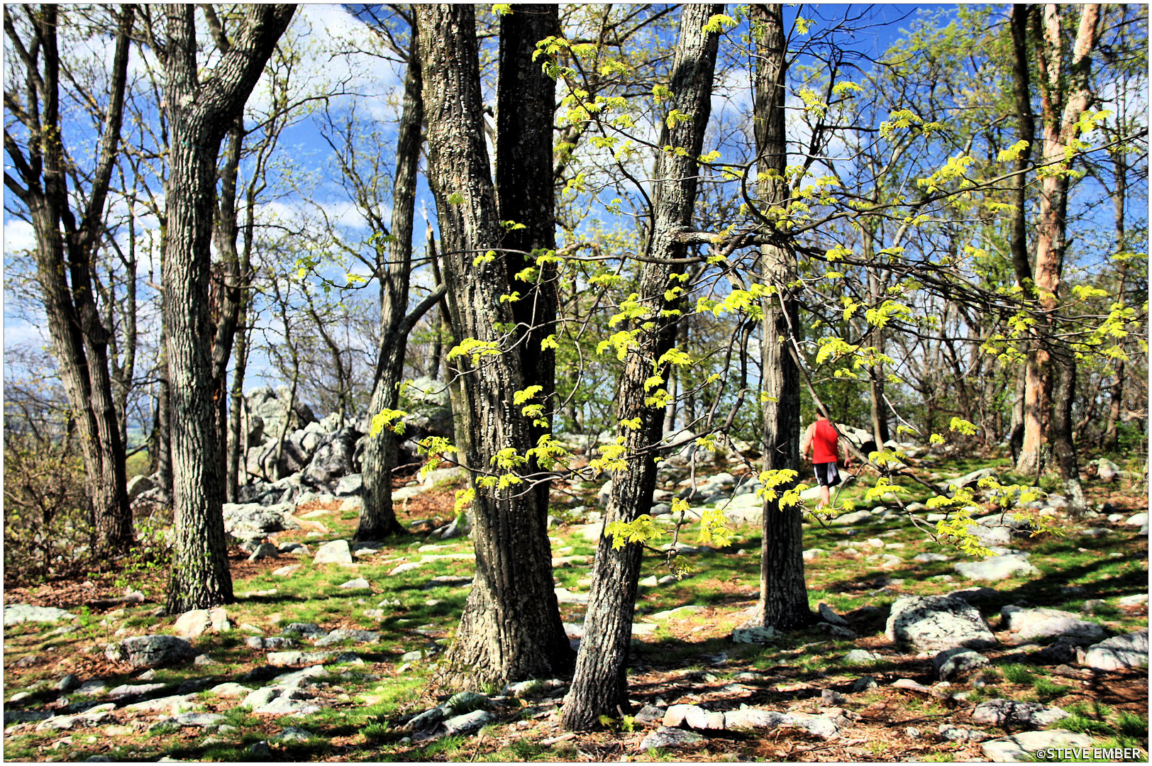 Springtime on Sugarloaf Mountain - No.3