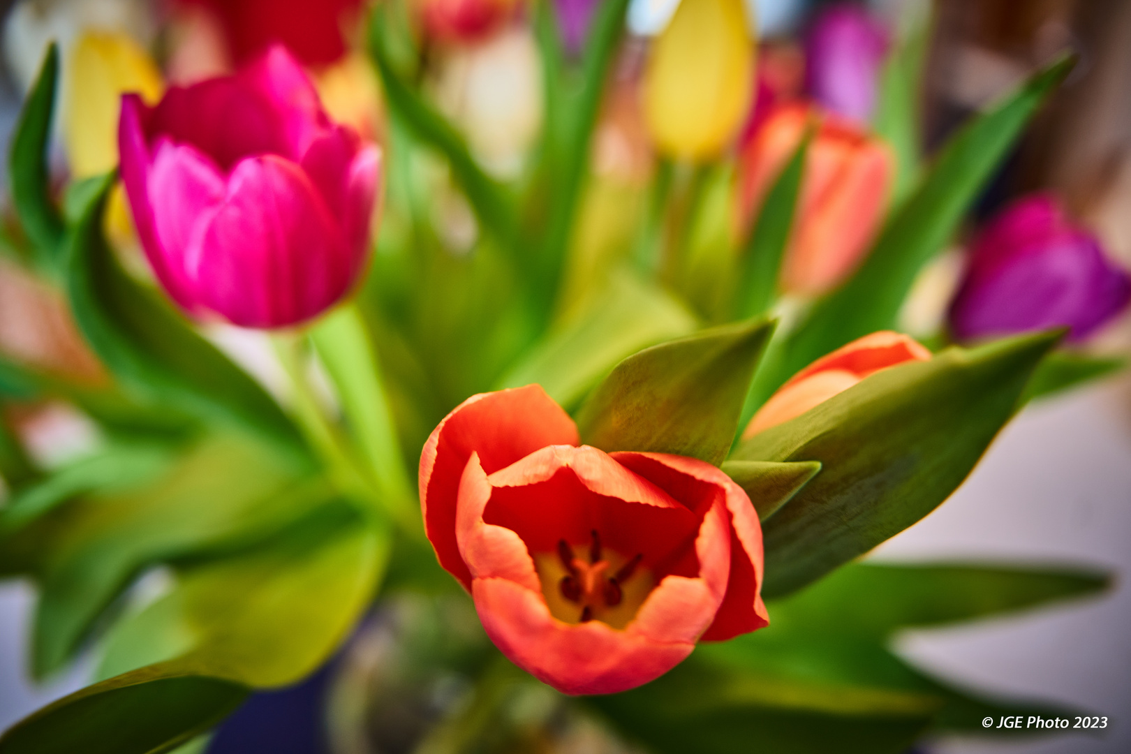 Springtime Schöne Tulpen