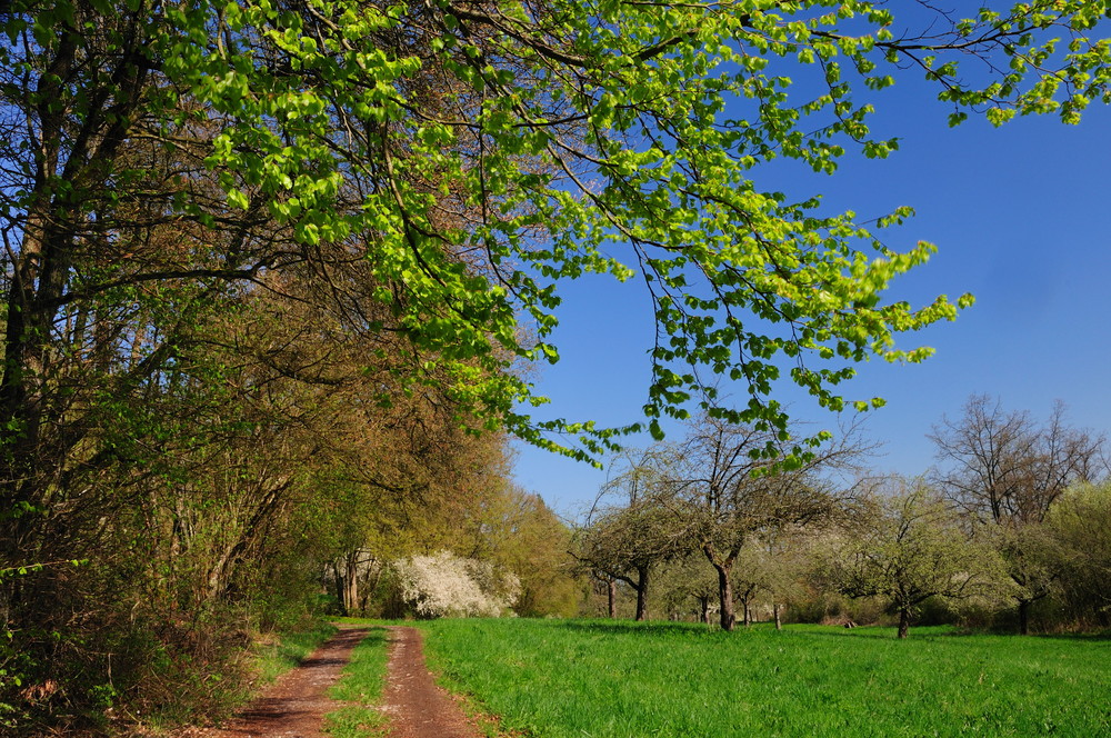 springtime serenade (3)