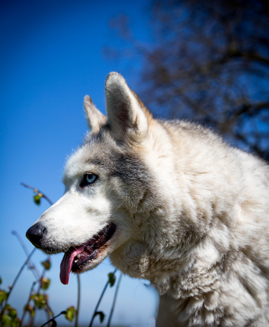 Spring.time.husky.