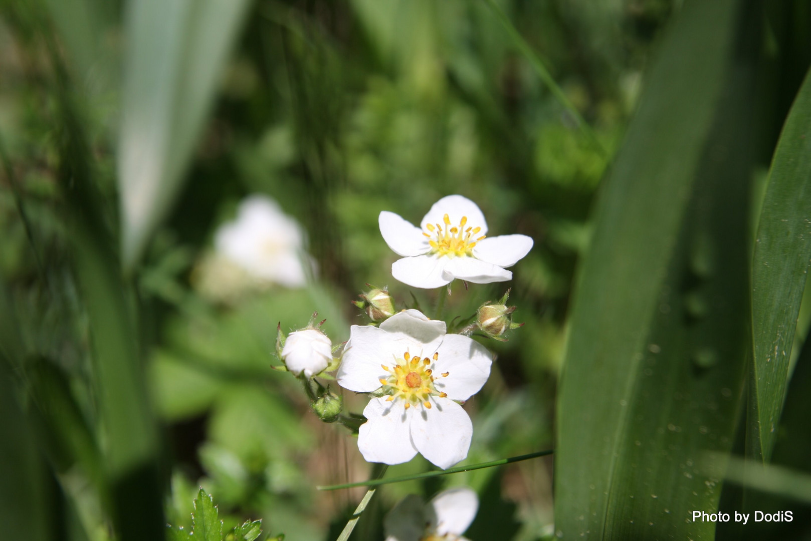 Springtime_Matutinal dew