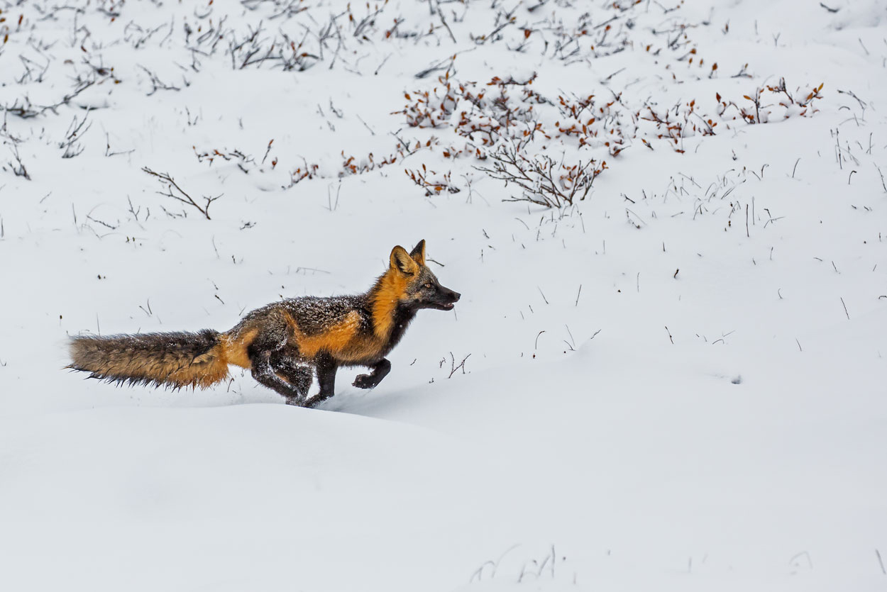 Sprint durch den Schnee