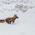 Sprint durch den Schnee