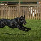 Sprint zum Ball