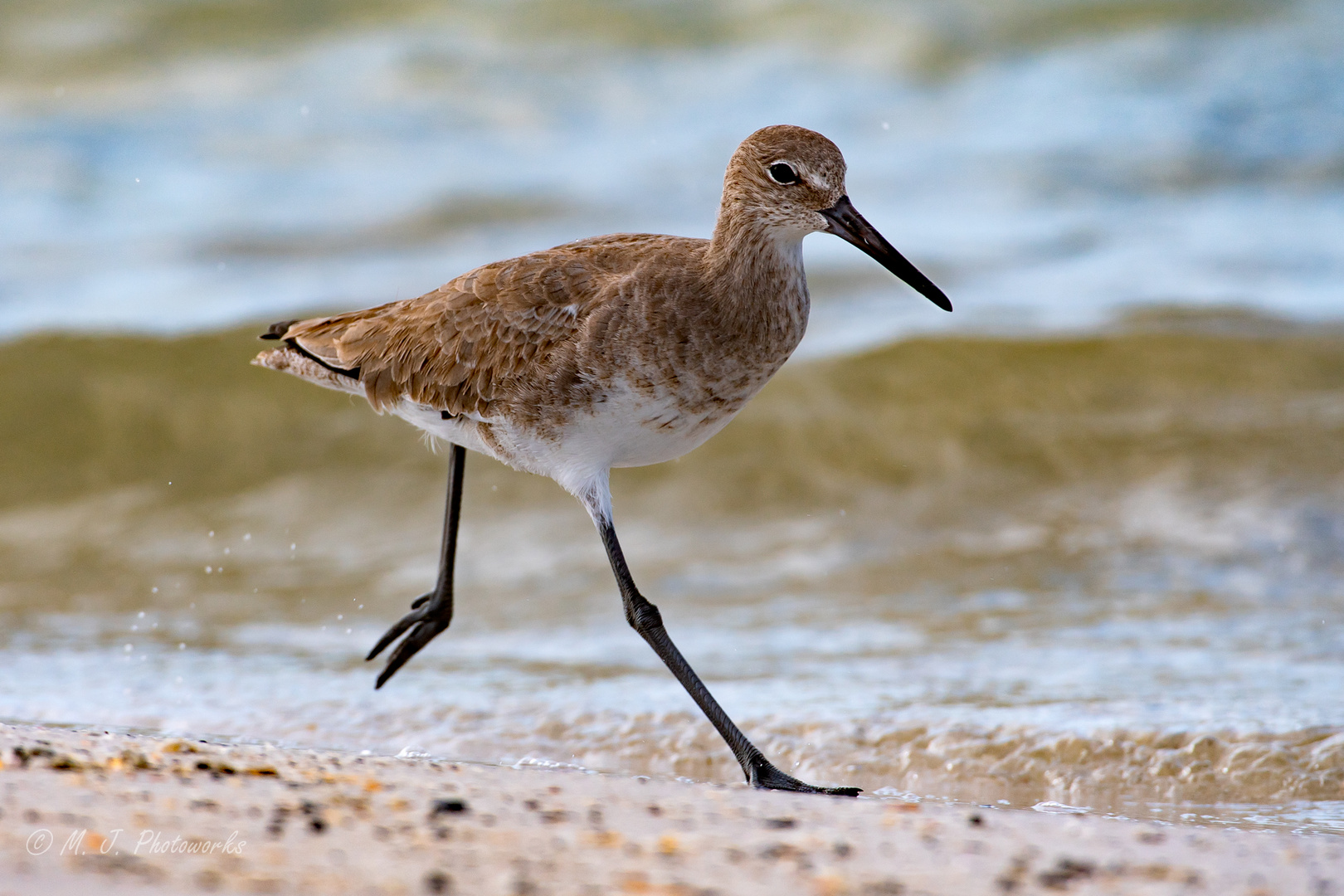 Sprinting Willet