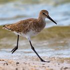 Sprinting Willet