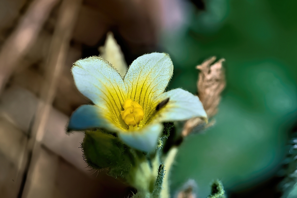 Spritzgurke (Blüte)