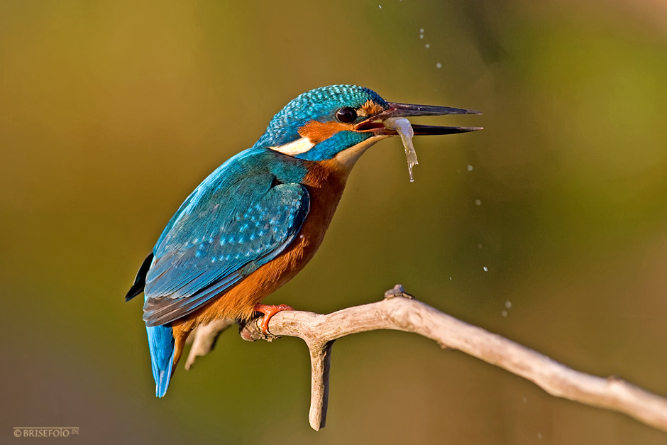 Spritzig geht der Eisvogel...