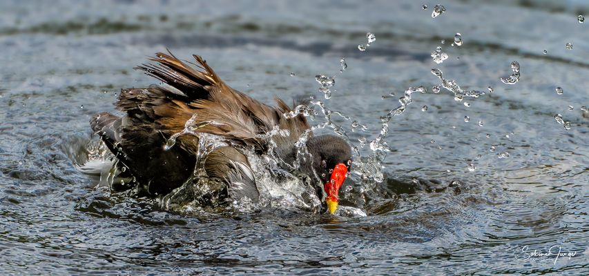 Spritziger Badespaß!