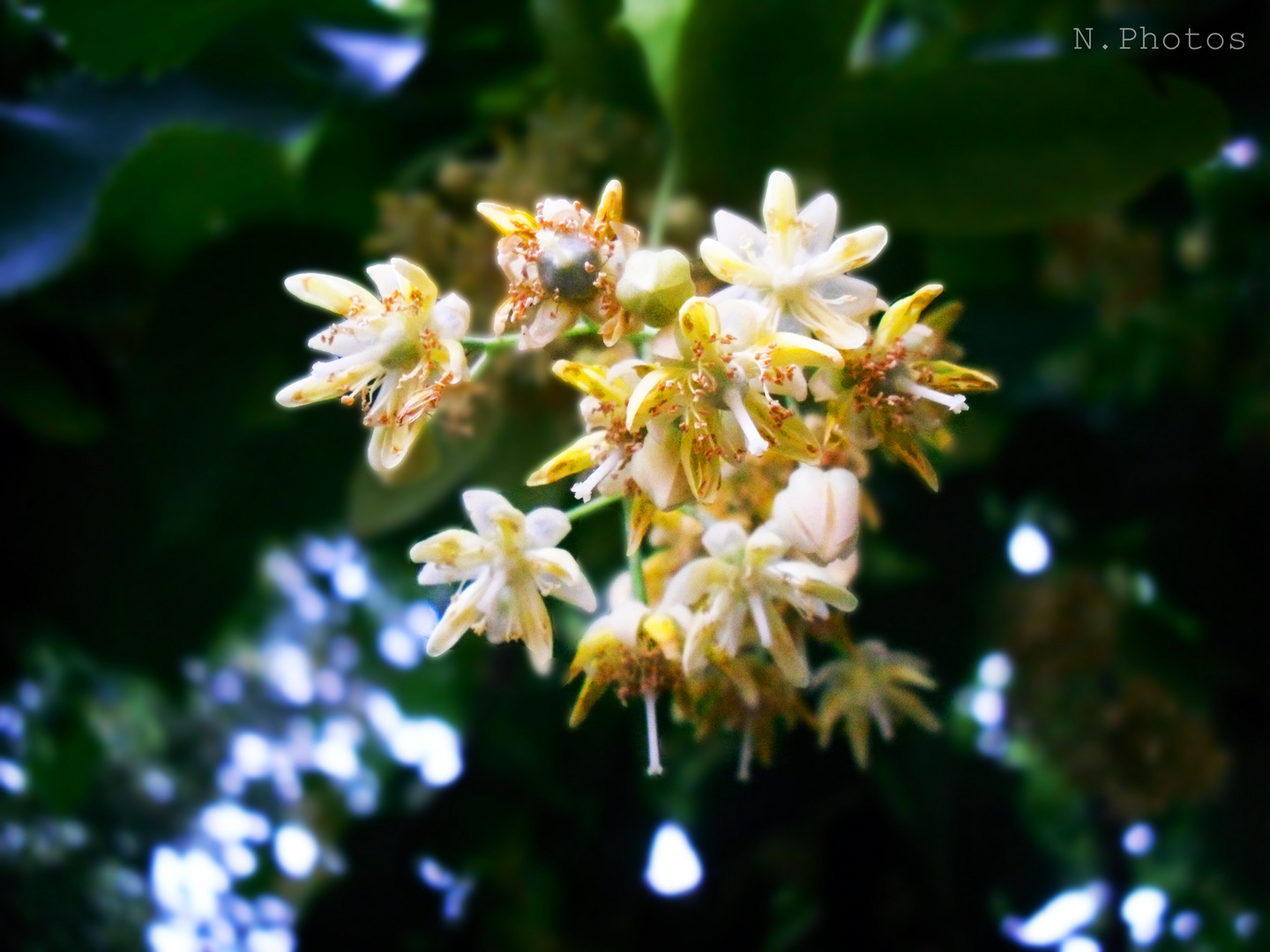 Sprizzi di primavera.