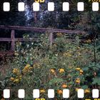 Sprocket Rocket Harz