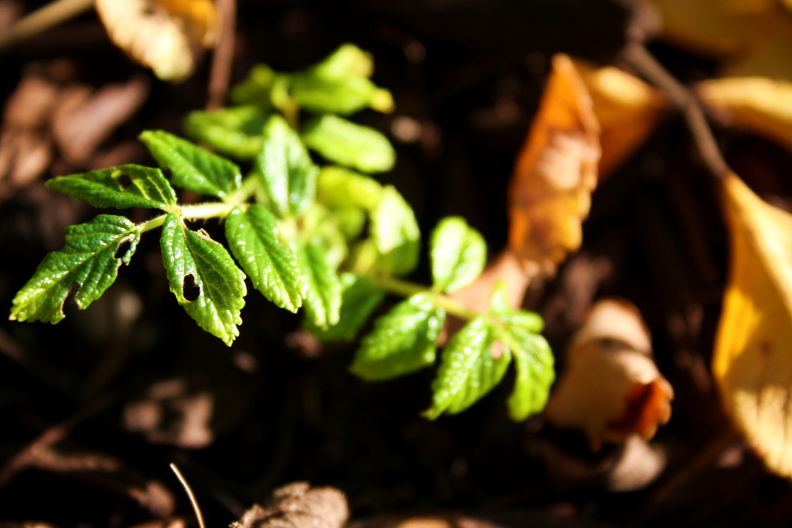 Sprössling im Herbst