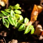 Sprössling im Herbst