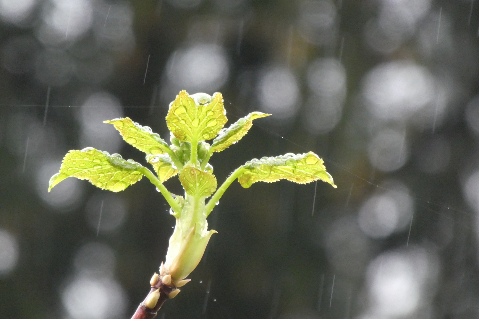 Sprössling im Regen