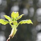 Sprössling im Regen