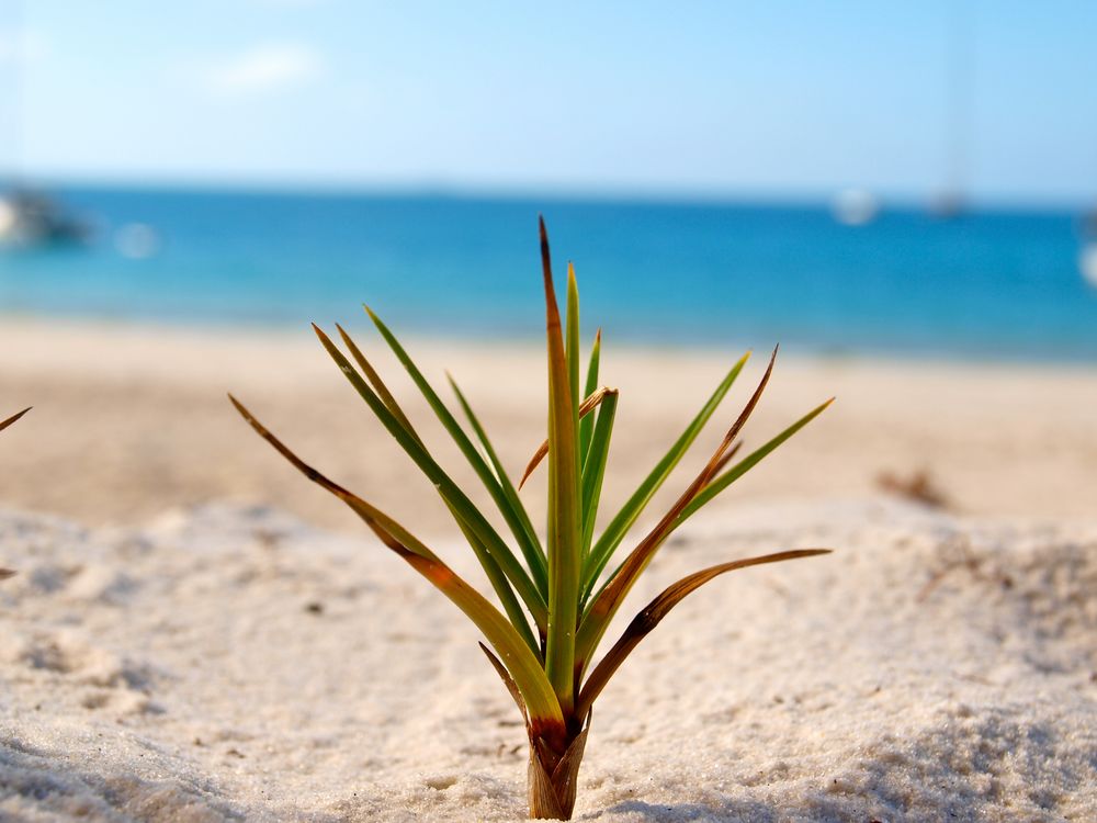 Sprössling im Sand