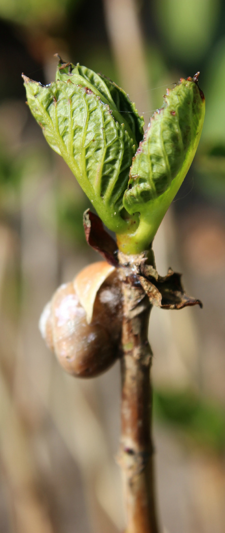 Sprössling – mit Schnecke ?.