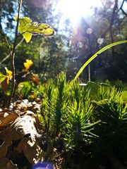 Sprösslinge im Gegenlicht