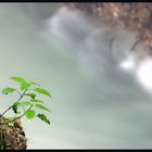 Spross in der Klamm