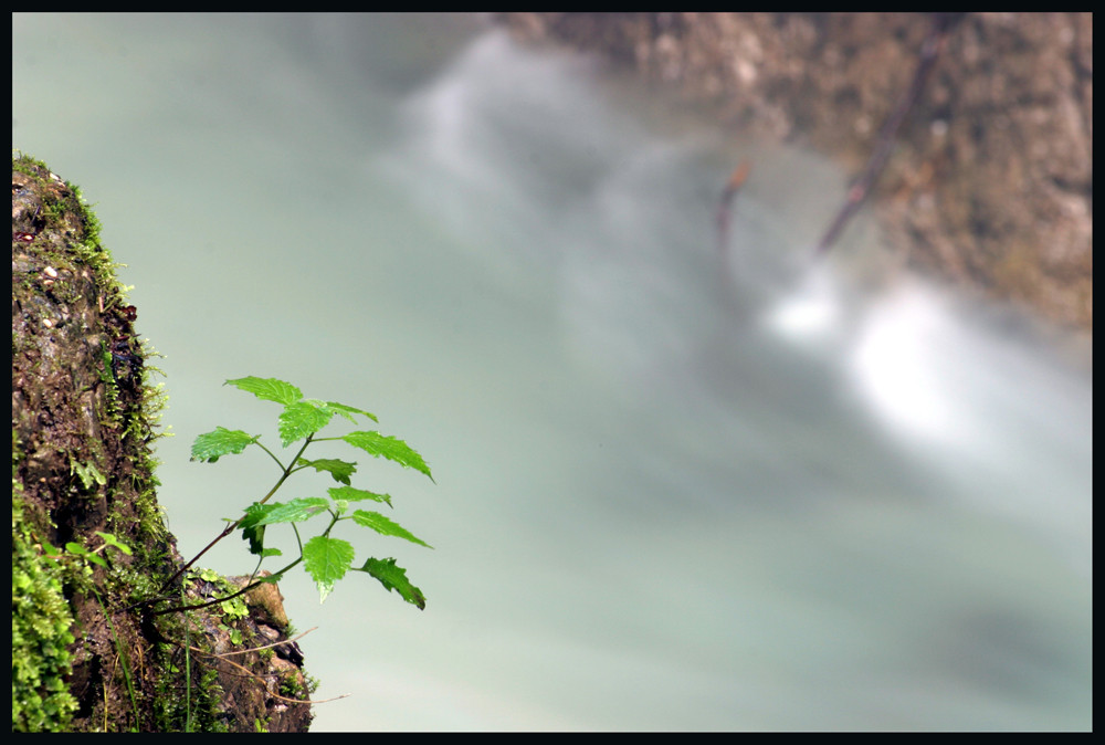 Spross in der Klamm