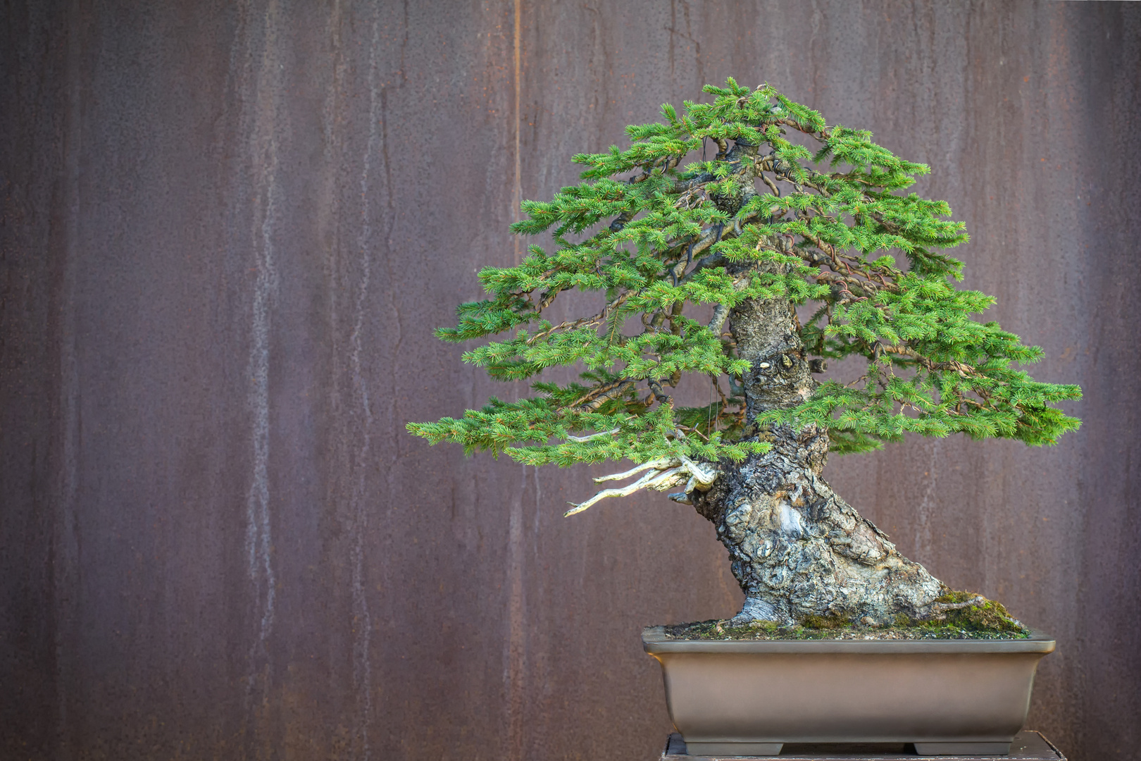 Spruce - Bonsai