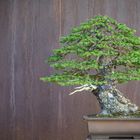 Spruce - Bonsai