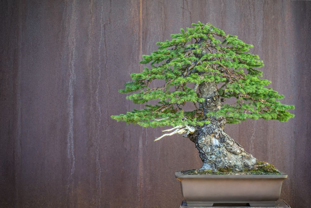 Spruce - Bonsai