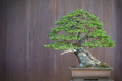 Spruce - Bonsai