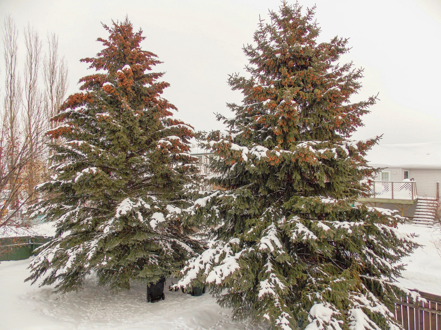 Spruce Trees