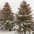 Spruce Trees