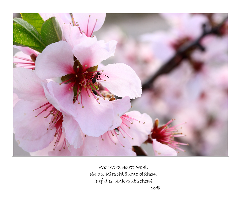 Spruch zum Mittwoch (KW 16/10) Foto & Bild | kunstfotografie & kultur ...