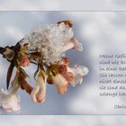 Spruch zum Mittwoch [KW7]