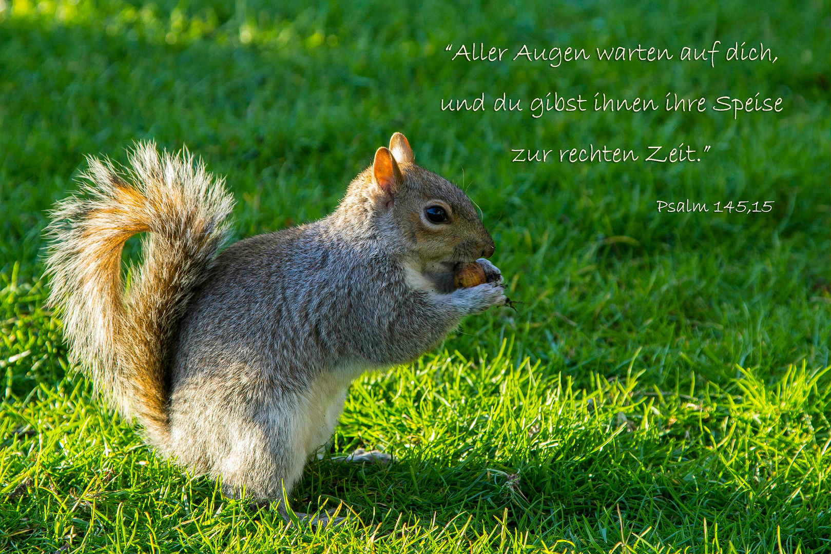 Spruchkarte - Aller Augen warten auf dich, Psalm 145,15