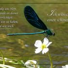 Spruchkarte Libelle / Ich wünsche dir einen schönen Tag