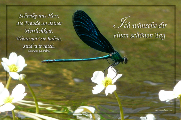 Spruchkarte Libelle / Ich wünsche dir einen schönen Tag Foto & Bild
