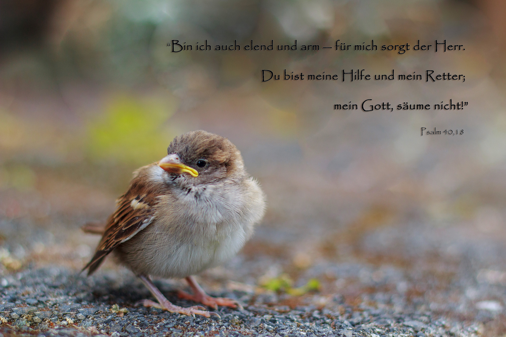 Spruchkarte "Spatz"