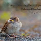 Spruchkarte "Spatz"