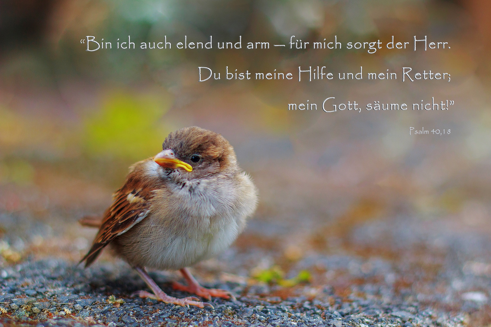 Spruchkarte "Spatz" - Gott sorgt für mich, Psalm 40,18