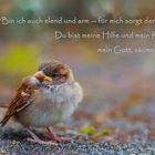 Spruchkarte "Spatz" - Gott sorgt für mich, Psalm 40,18