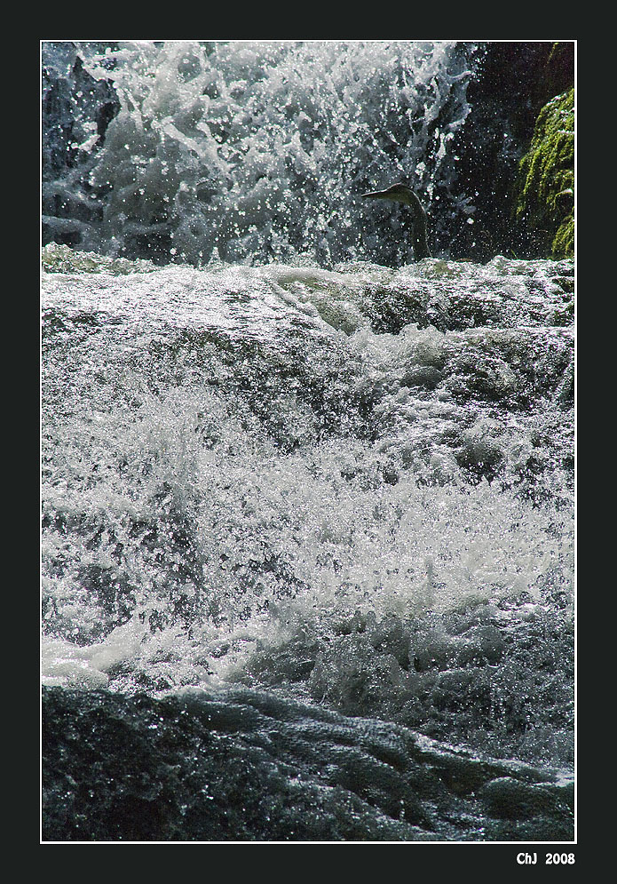 Sprudelbad für einen Reiher