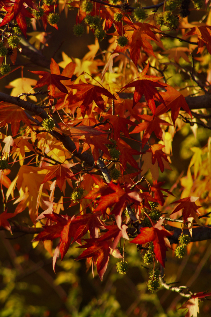 sprühender Herbst