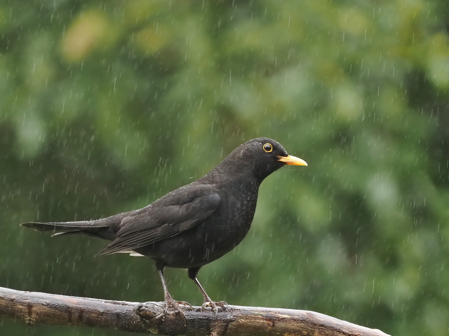 Sprüh.Regen.