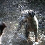 - Sprühregen -