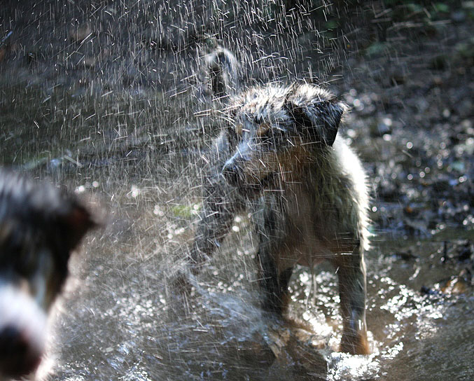 - Sprühregen -