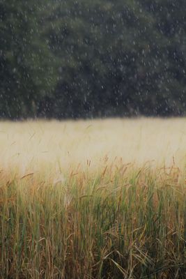 Sprühregen über dem Feld