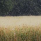 Sprühregen über dem Feld